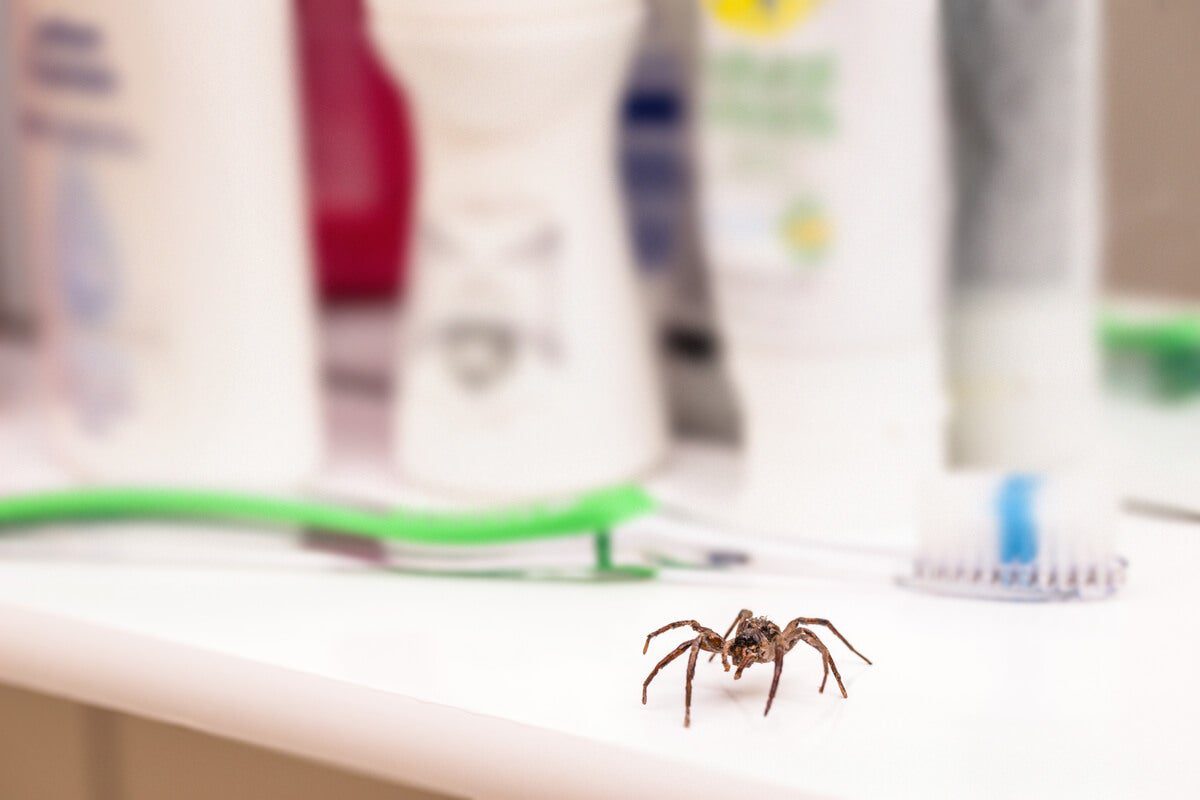 Arácnido depositando sus huevos en telaraña