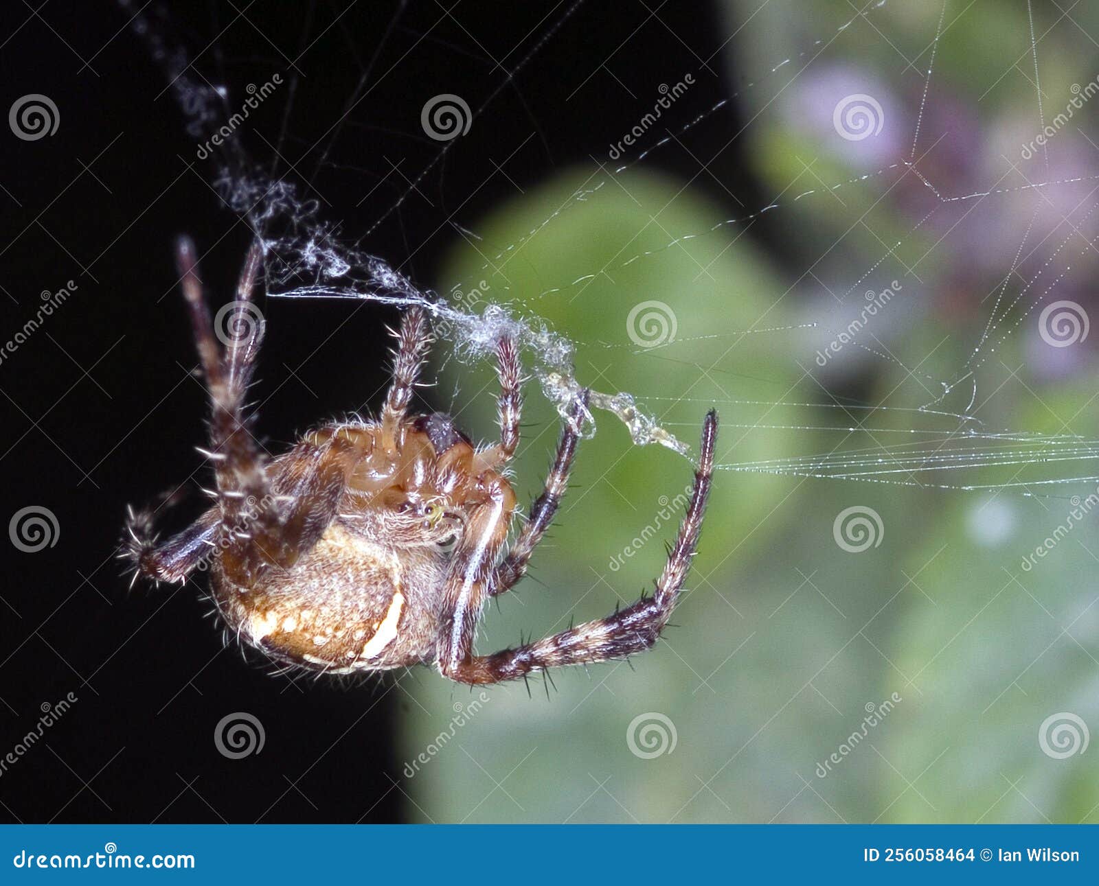 Araña tejiendo su tela en un jardín