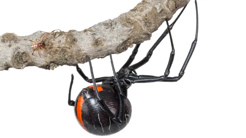 Squishable Mini Araña Viuda Negra – 27 Cm De Peluche Suave Y Espeluznante, Perfecto Para Coleccionar O Decorar