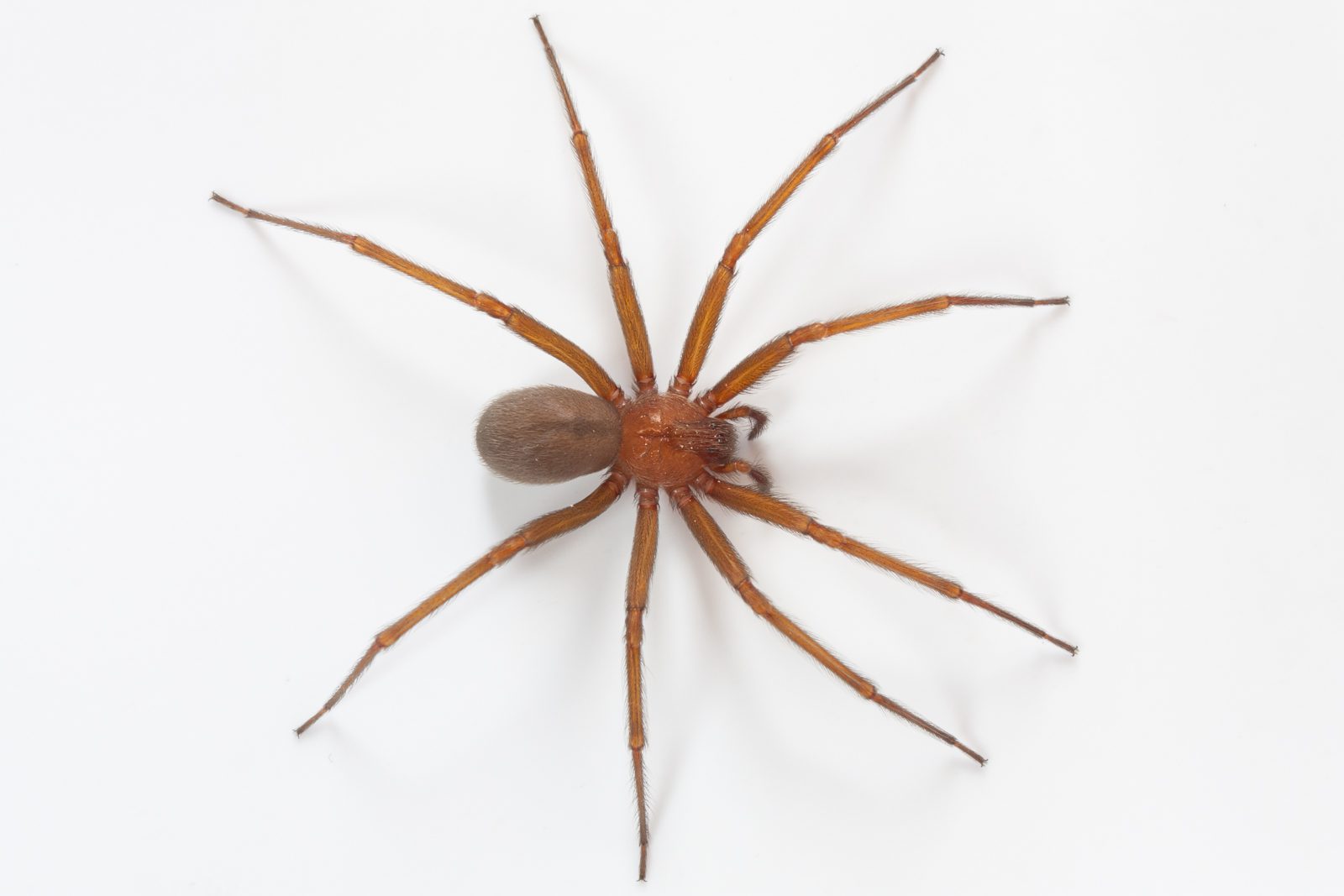 Cómo se pone la piel cuando te pica una araña de rincón