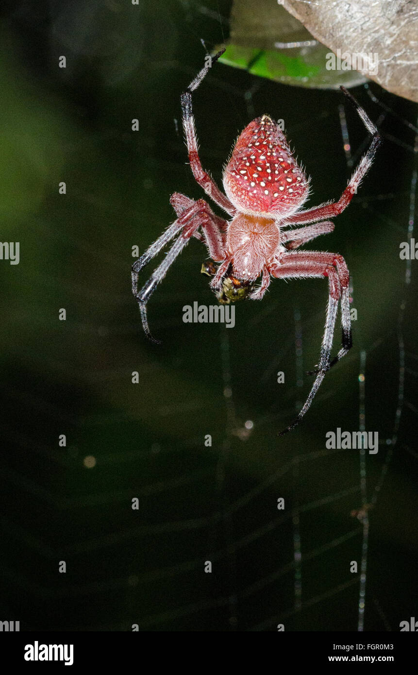 Araña roja brillante en su telaraña