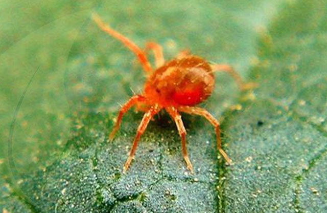 Araña roja alimentándose de una hoja