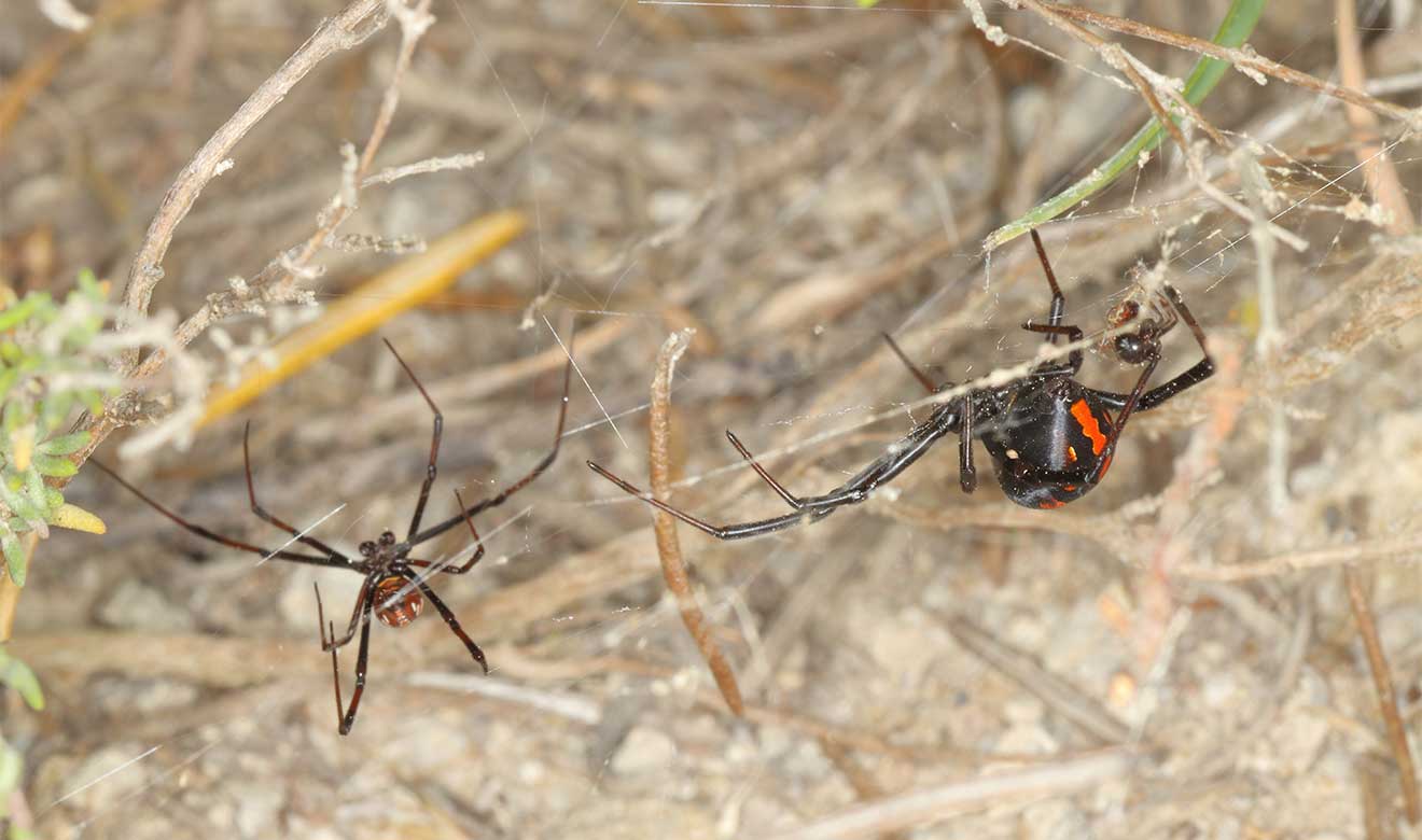 Araña viuda negra en cortejo sexual