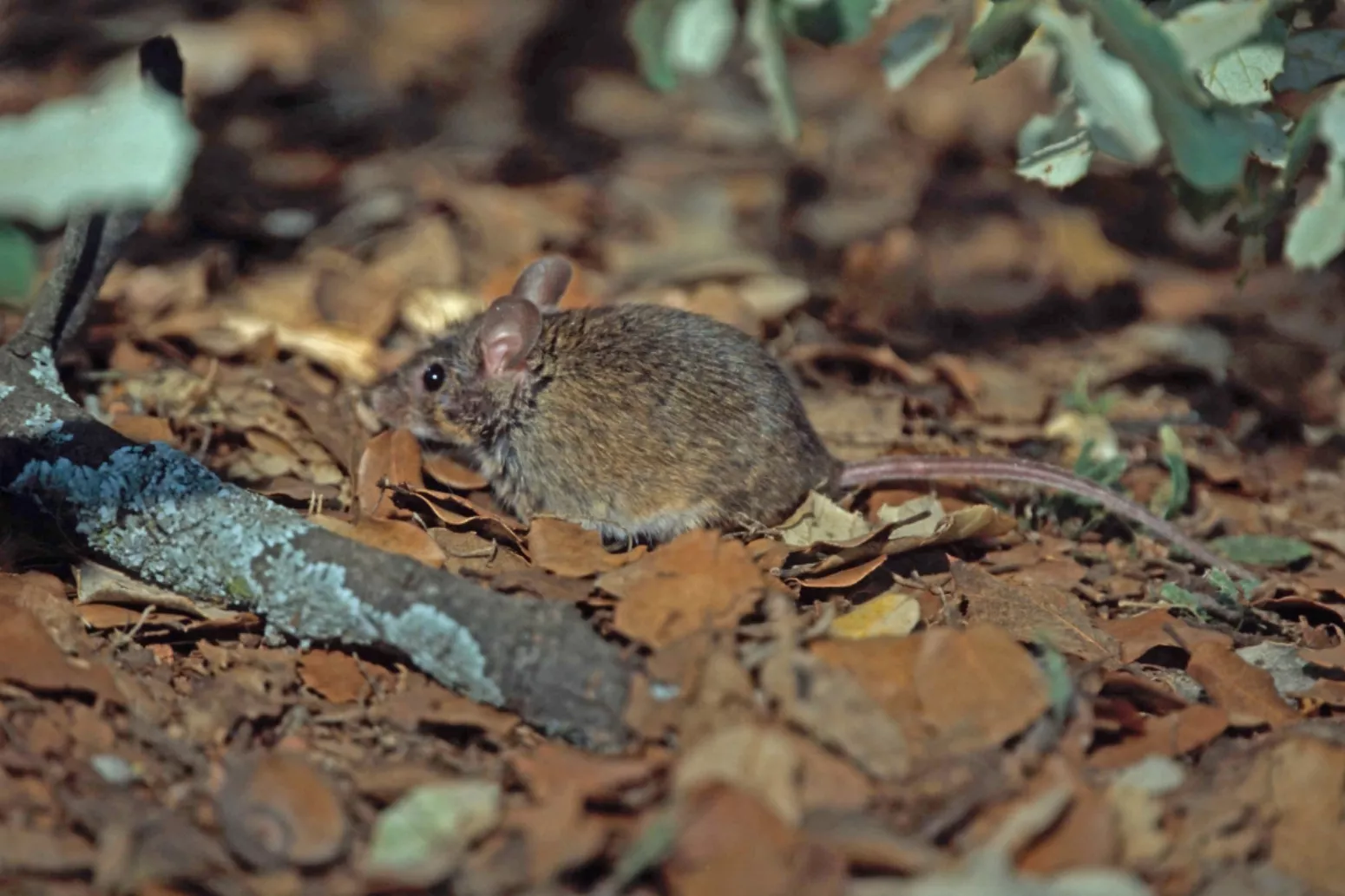 Ratón en su hábitat natural, roedores