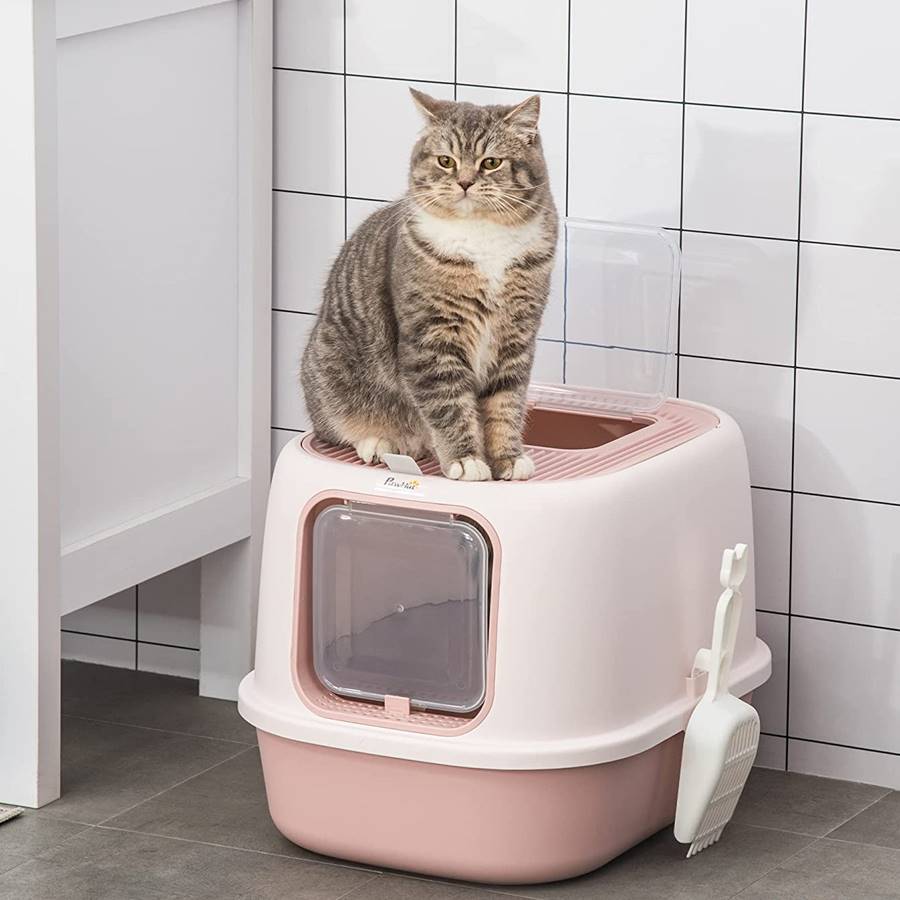 Gato usando caja de arena correctamente