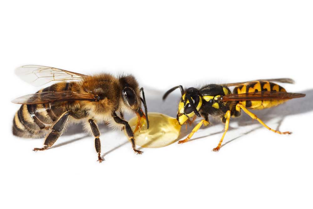 Comparativa de tamaño entre abeja y avispa