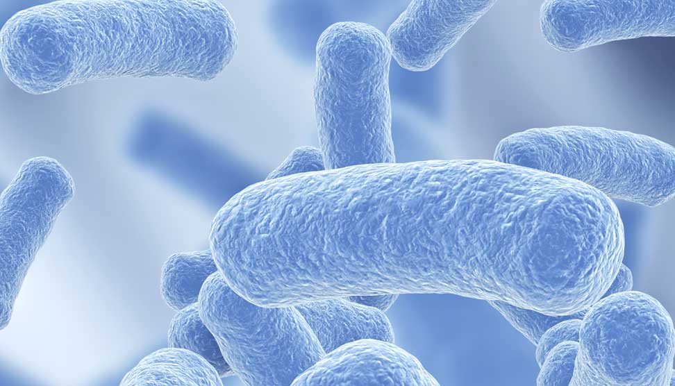 Bacterias Lactobacillus y Streptococcus en yogur