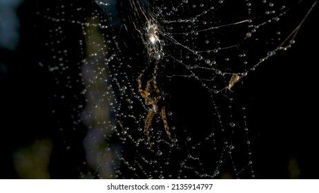 Araña blanca en telaraña brillante