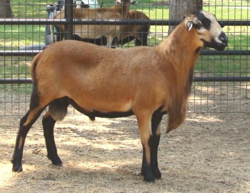 Cómo es la cruza de ovejas Black Belly y Dorper