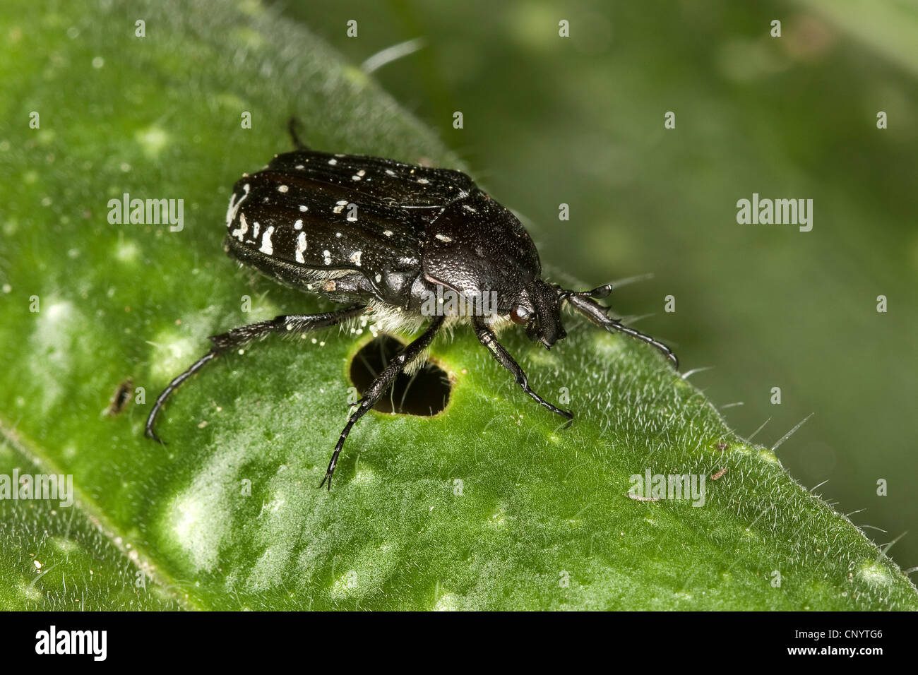 Insecto con manchas blancas en hoja