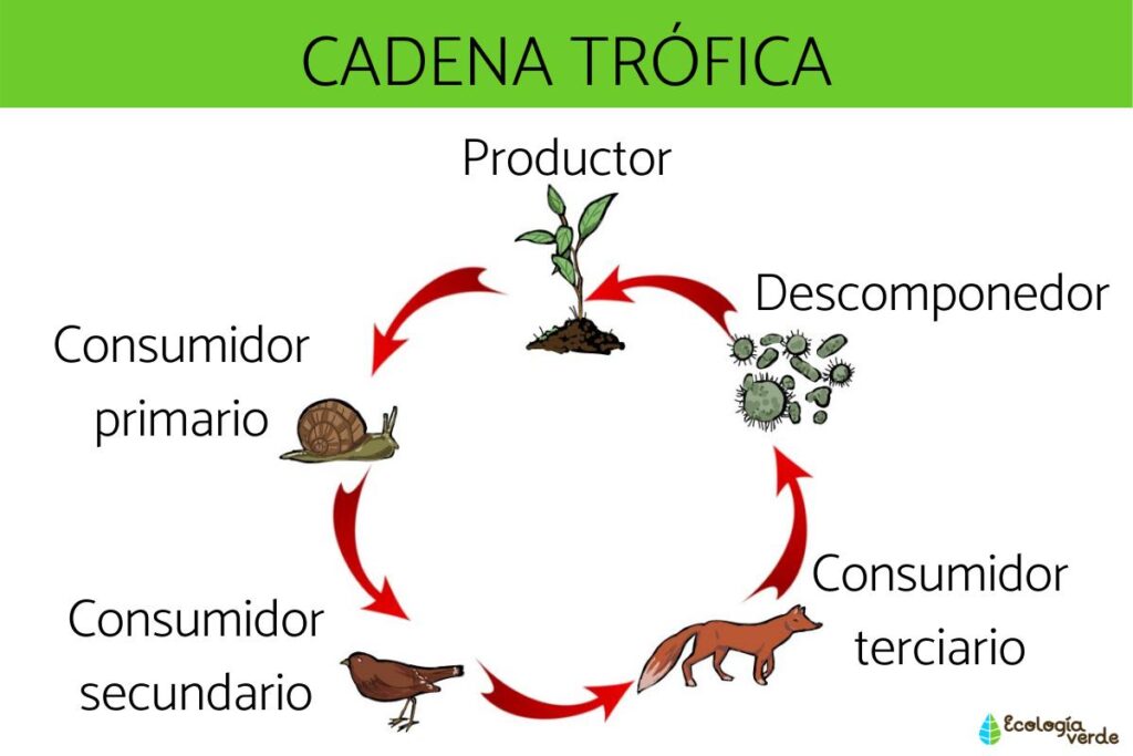 Qué seres vivos forman una cadena trófica marina