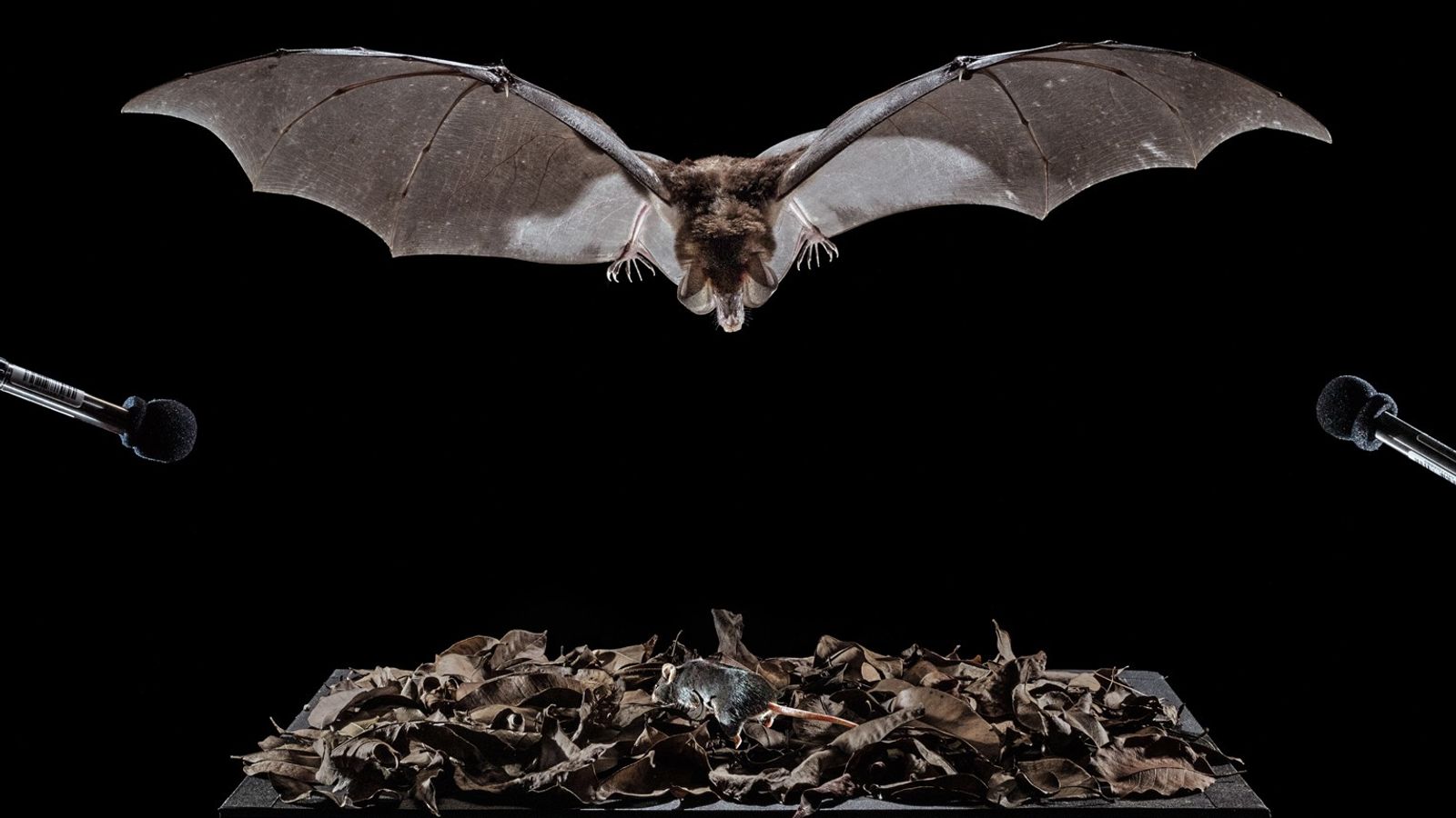 Murciélago negro volando en la noche