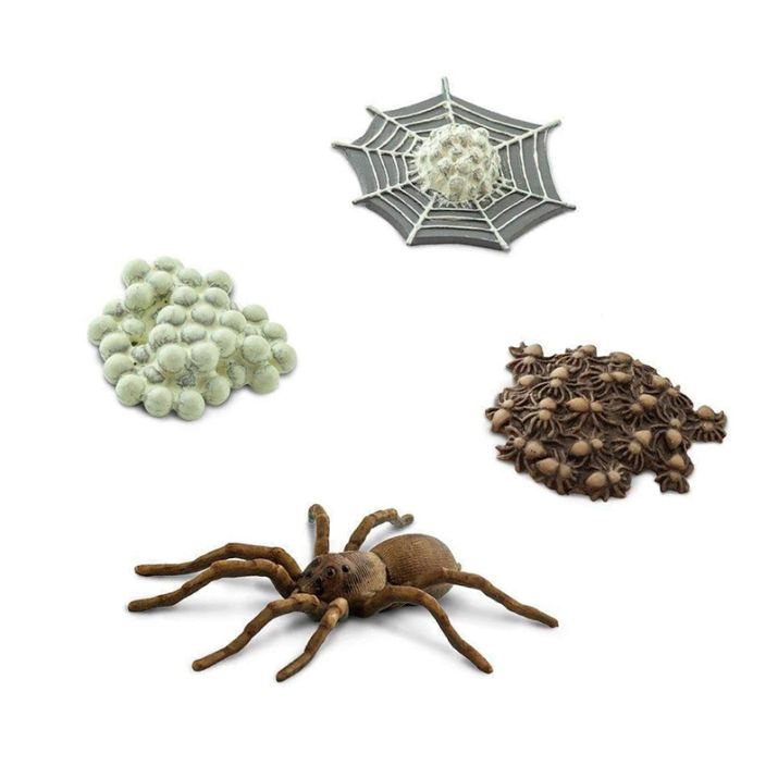 Imagen ilustrativa de la evolución de arañas