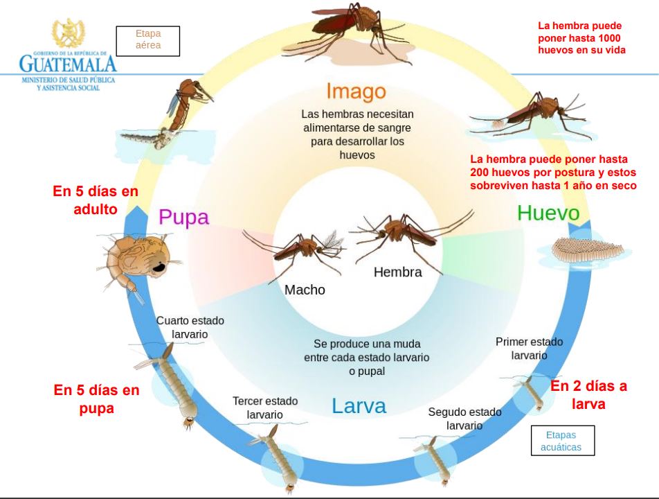 Mosquito del dengue en proceso de reproducción