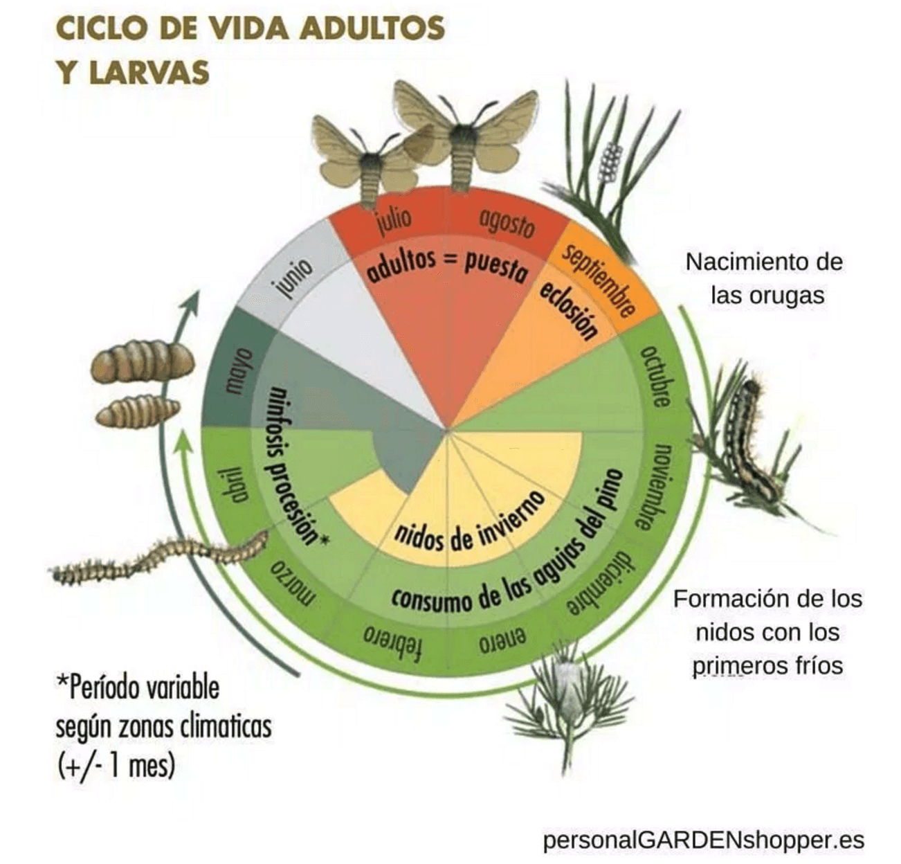 Procesionaria del pino en diferentes fases