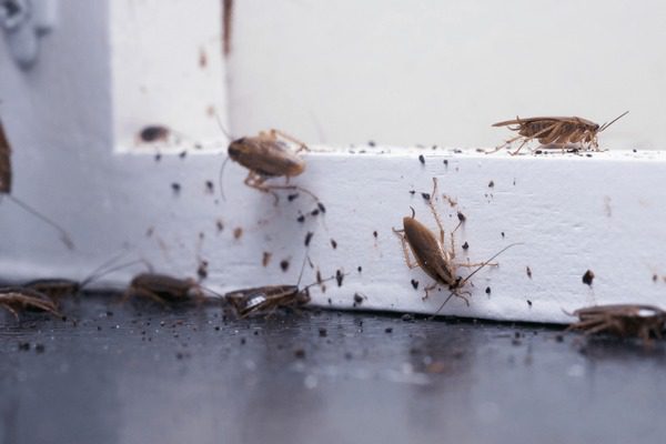 Cucaracha americana en una cocina desordenada