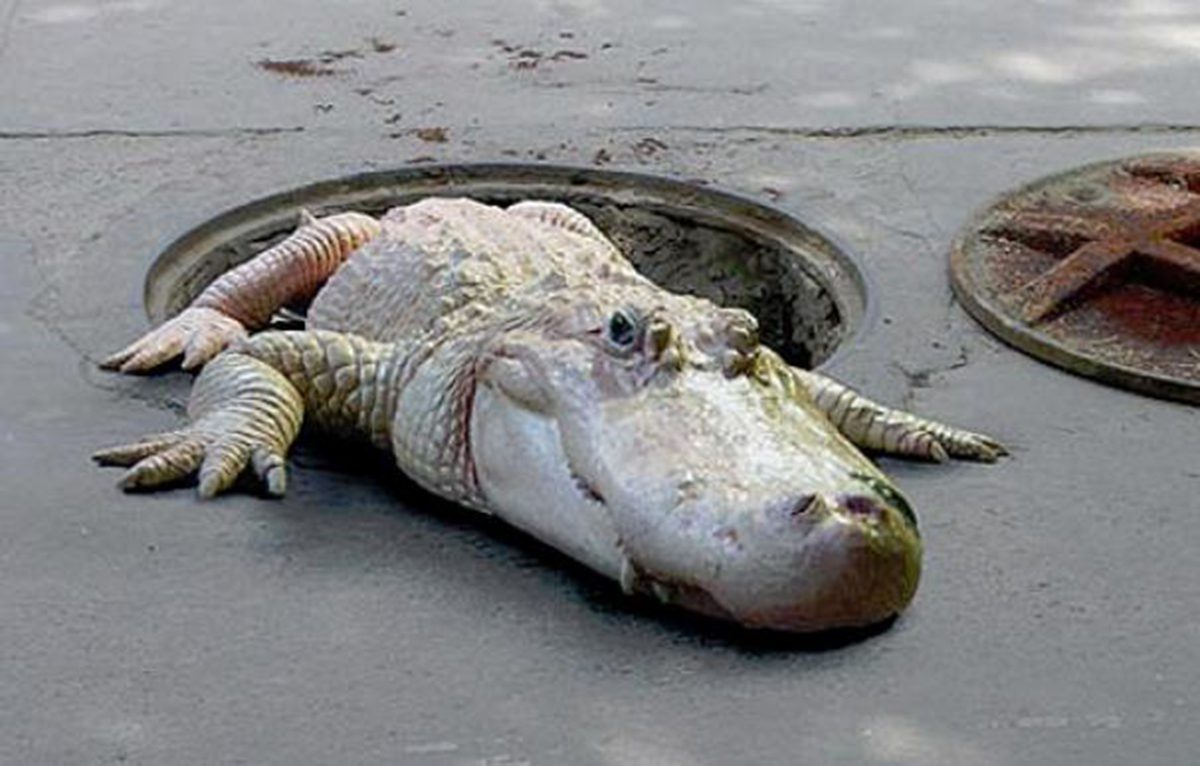Cocodrilos albinos en alcantarillas de Nueva York