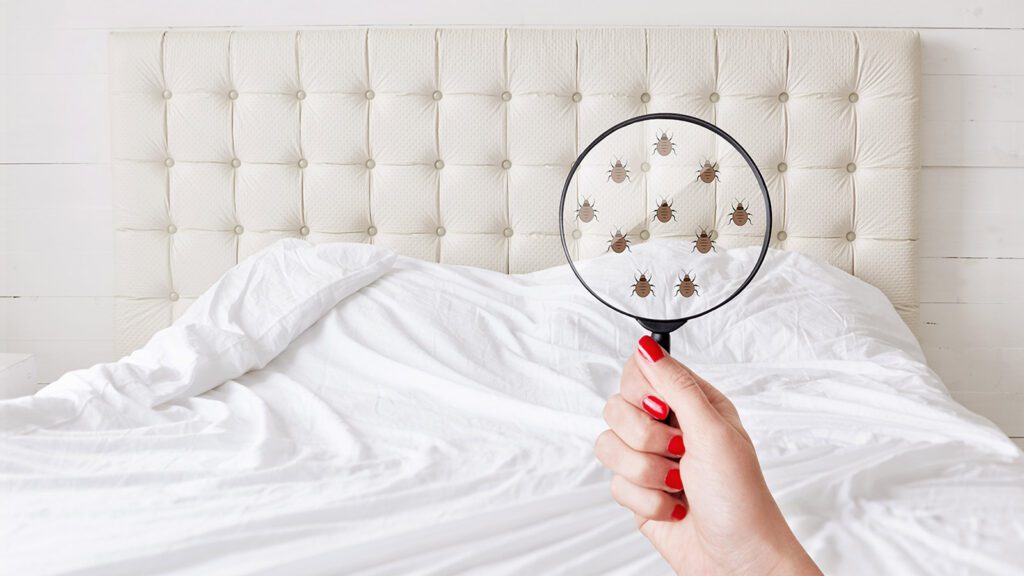 Qué detergente elimina los ácaros