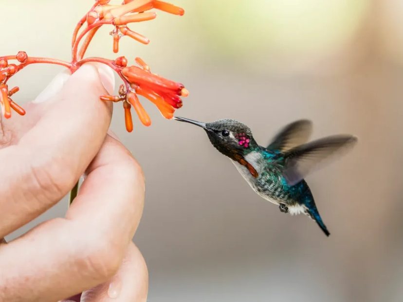 Qué ave es la más pequeña de las no voladoras