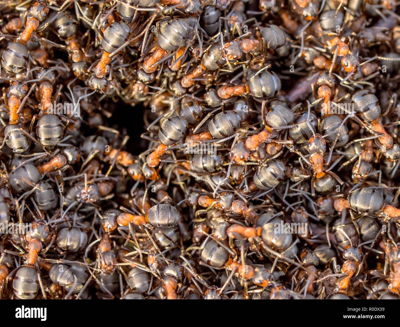Hormigas rojas trabajando en su colonia