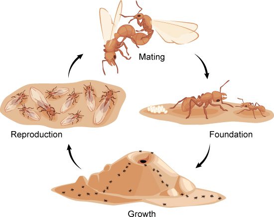 Ciclo de sueño de hormigas en detalle
