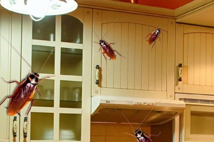 Cucarachas en una cocina desordenada