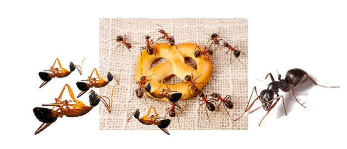 Hormiga común en la cocina doméstica