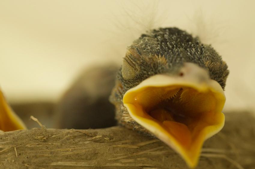 Golondrina huérfana siendo alimentada con jeringa