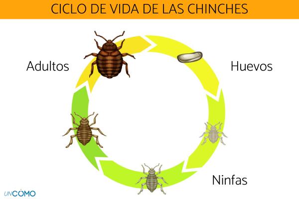 Chinche de cama en proceso de reproducción