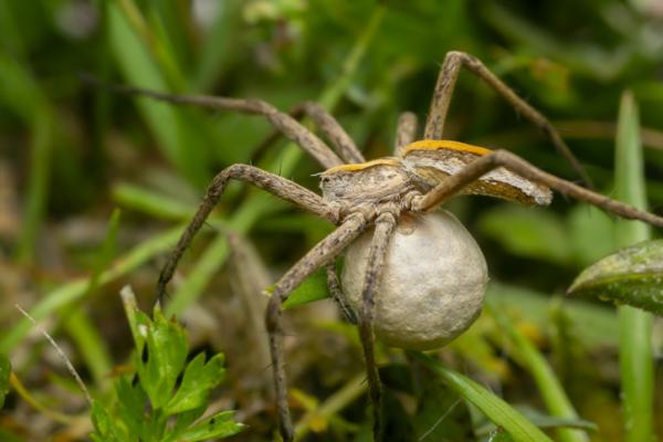 Araña de rincón poniendo huevos en telaraña