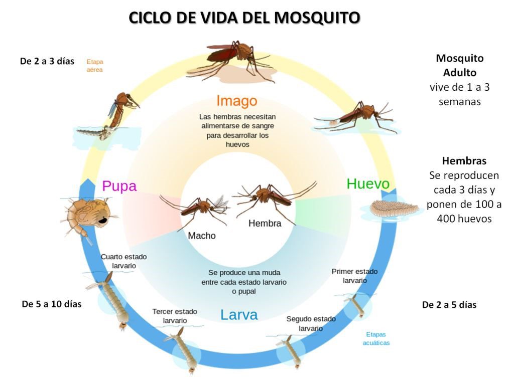 Larvas de mosquitos en agua estancada