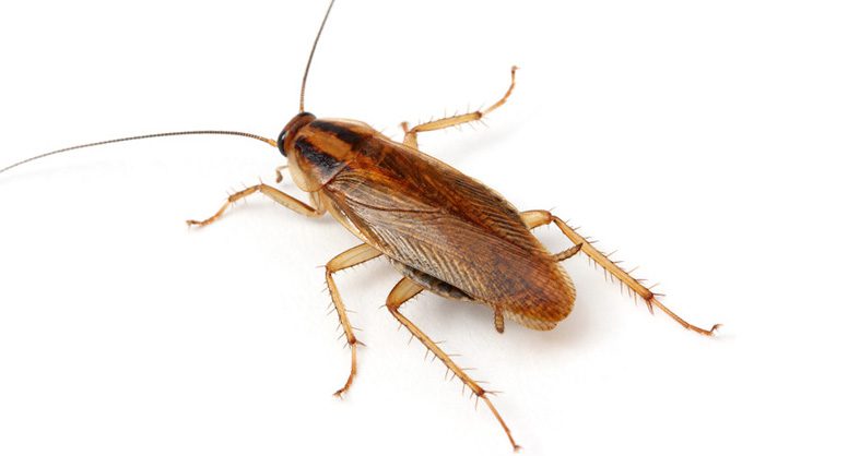 Cucaracha alemana en la cocina doméstica