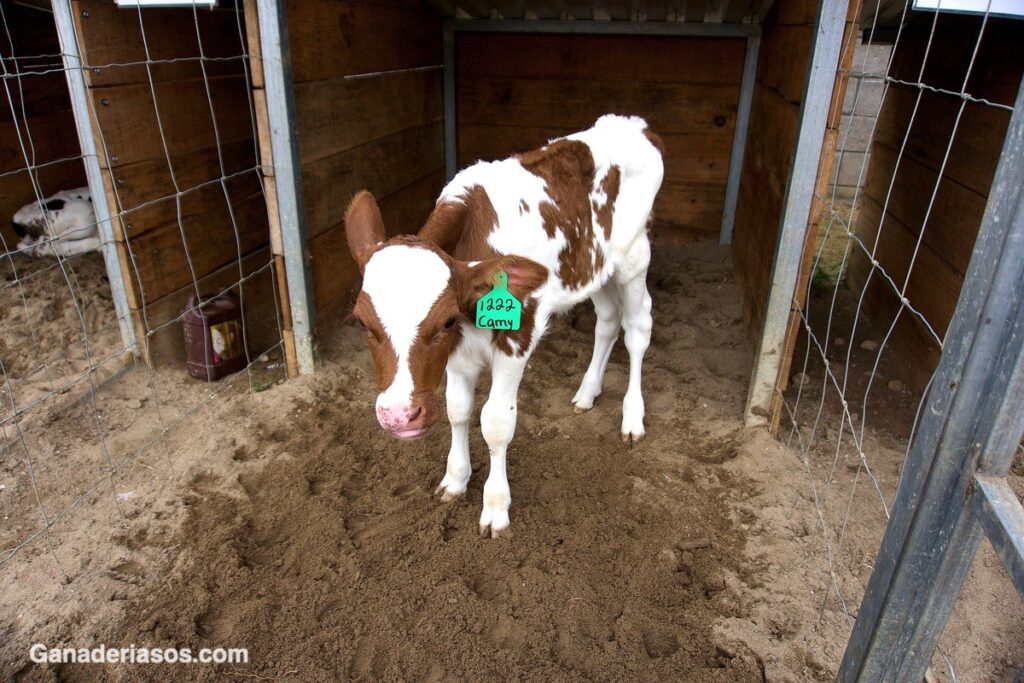 Cómo criar ganado en poco terreno de manera eficiente