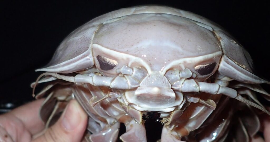 Dónde encontrar cucarachas de mar: Guía completa