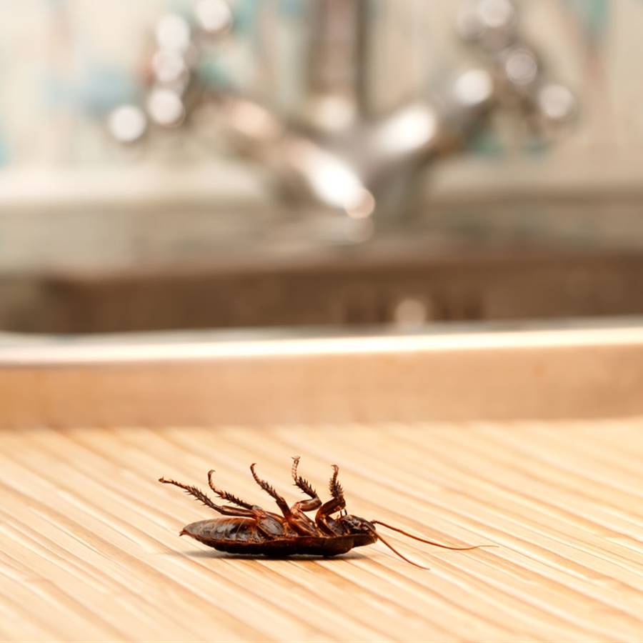 Olor a cucaracha muerta vs. otros olores