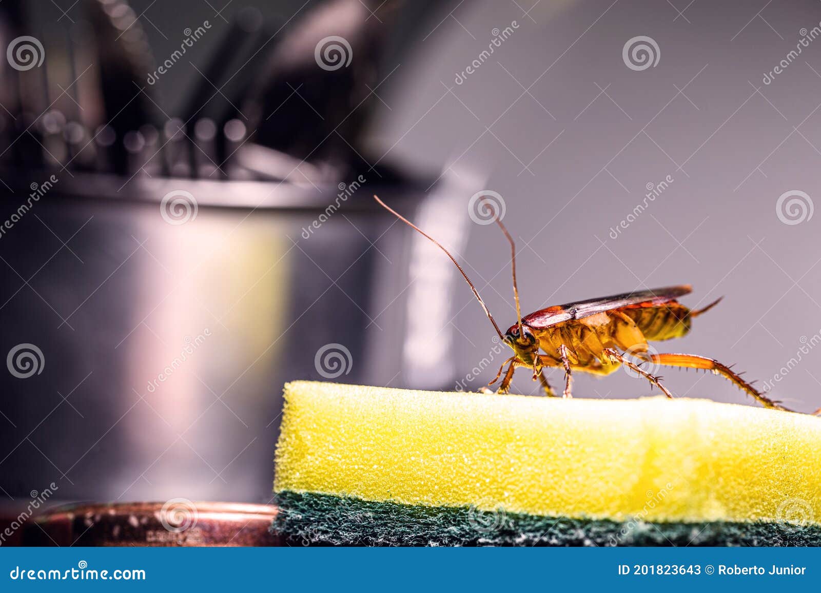 Cucaracha caminando en la cocina
