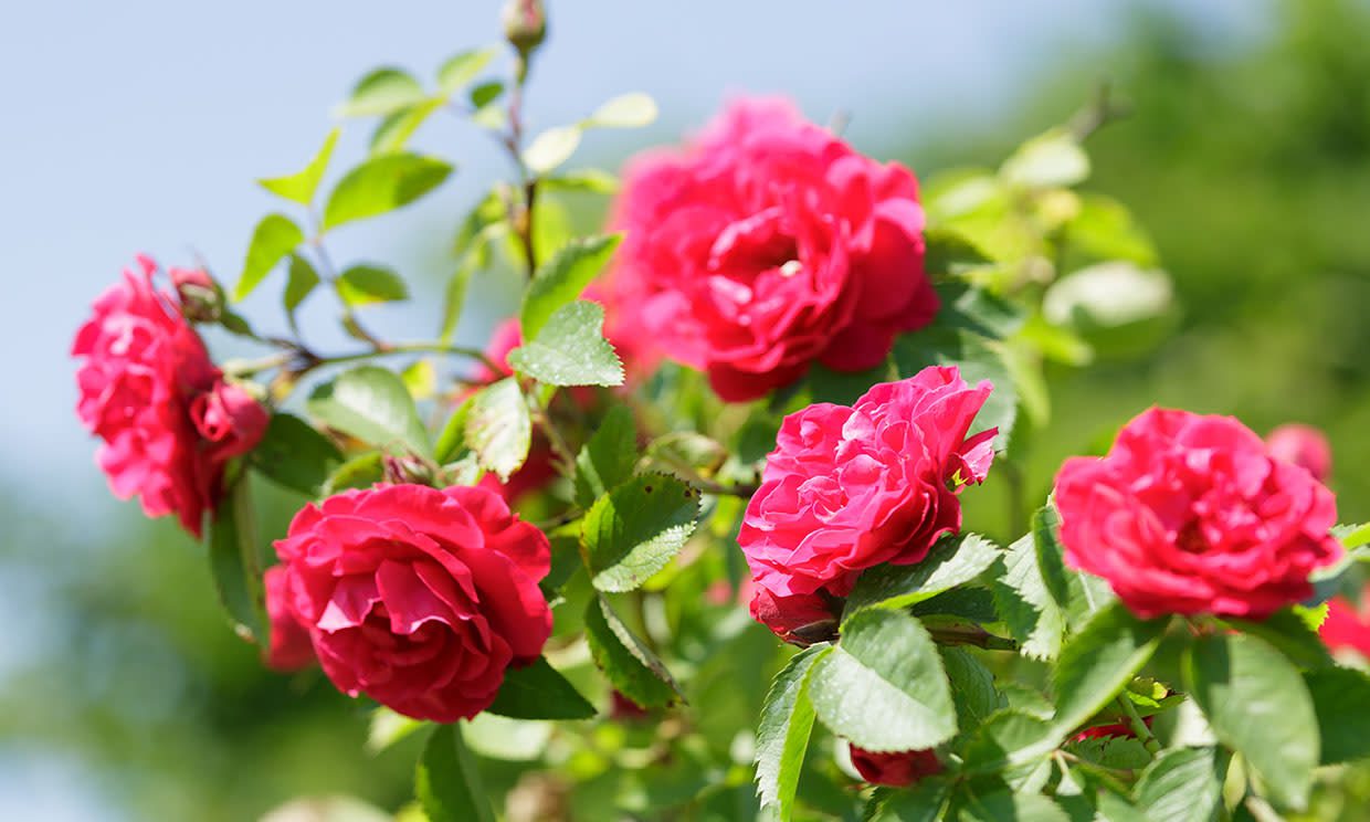 Ramas de rosas sanas y fuertes