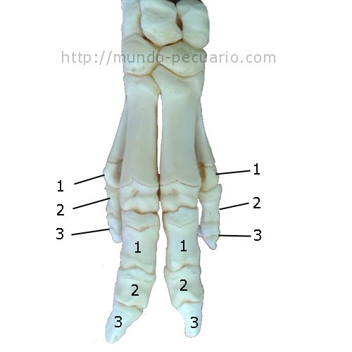 Estructura anatómica de las patas de cerdo