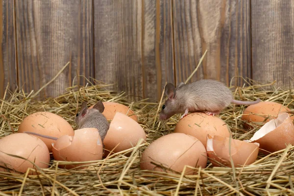 Imagen de ratones en un nido