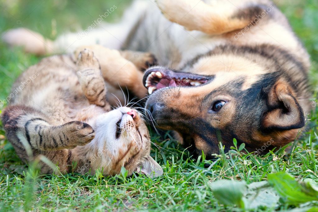 Perros y gatos jugando juntos felices