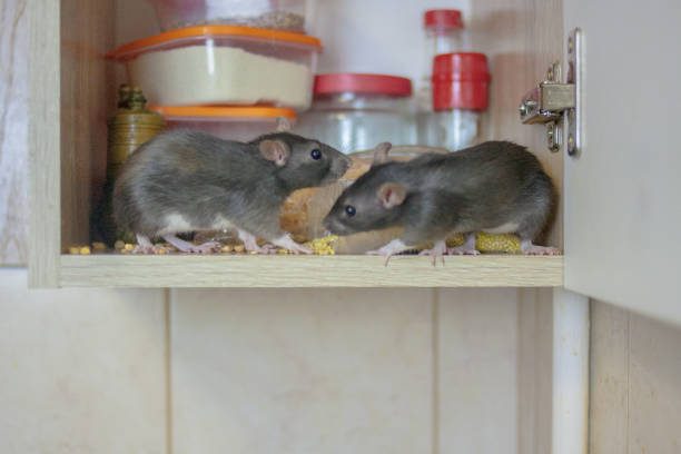 Ratón en busca de comida en cocina