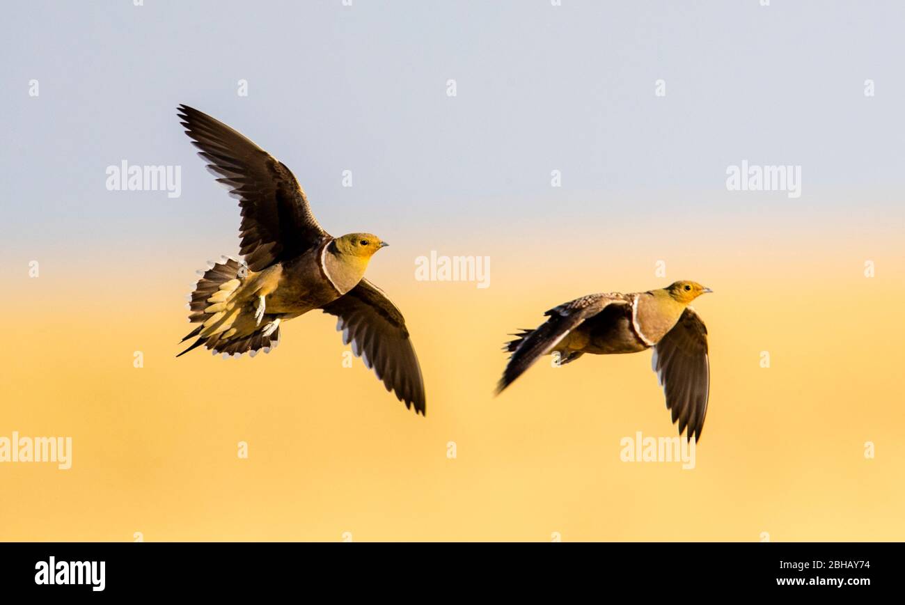 Fotografía de dos aves en vuelo