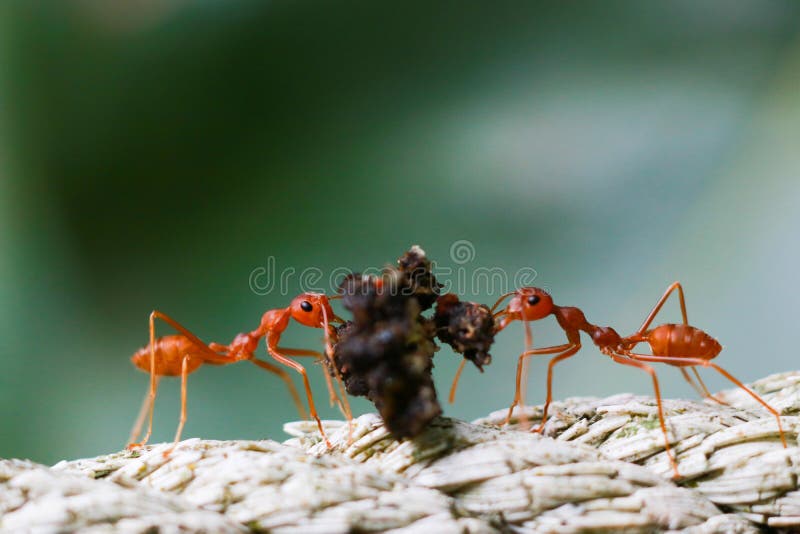 Hormigas de fuego trabajando en equipo