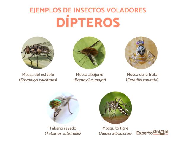 Pequeños insectos voladores en el hogar