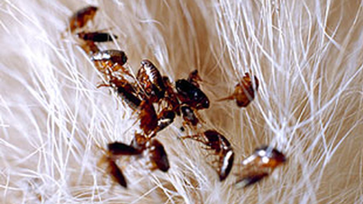 Pulga adulta saltando en el aire