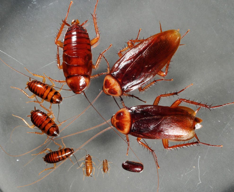 Cucaracha en diferentes etapas de crecimiento
