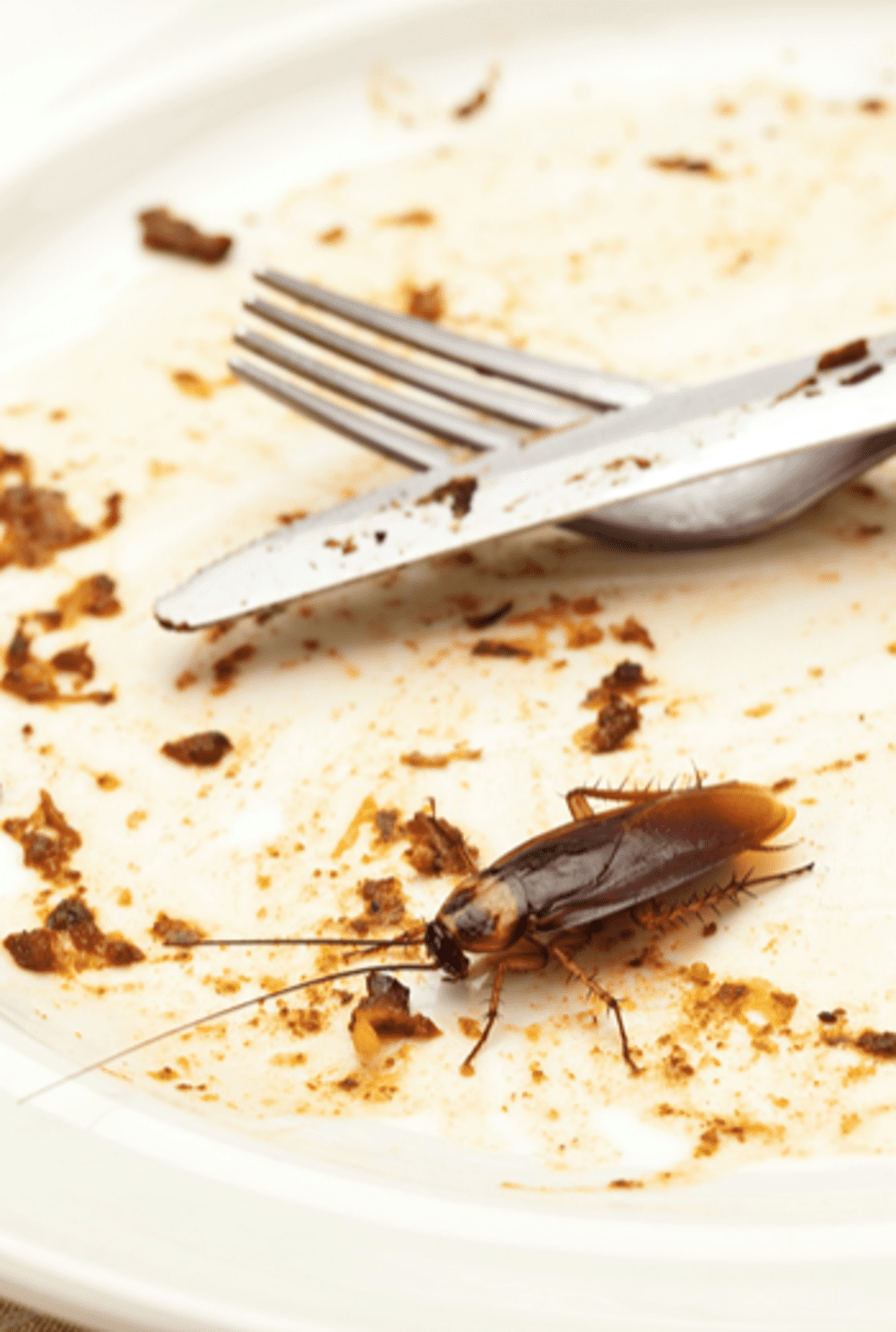 Cucaracha pequeña caminando en la cocina