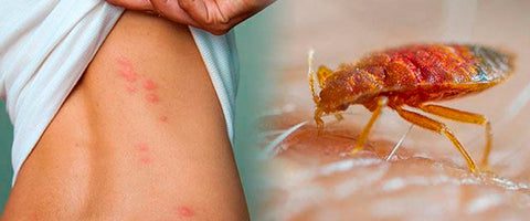 Condiciones ideales para la infestación de chinches