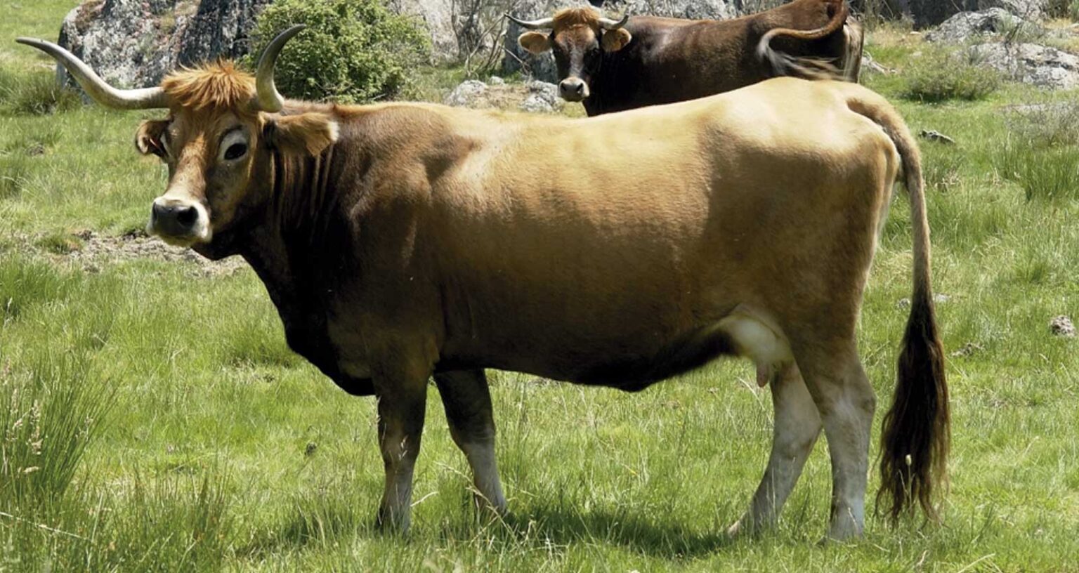 España Tenia La Vaca Pero Otros Tomaban La Leche Resumen