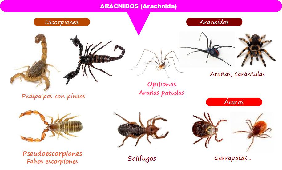 Cuántas especies de arañas hay en todo el mundo